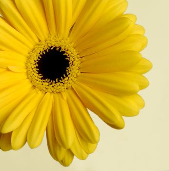 yellow daisy on a light background, close-up