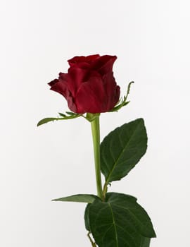 untreated and crude rose on white background