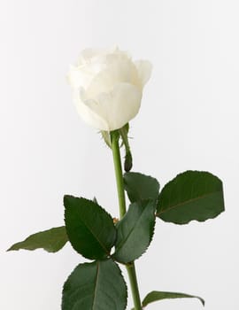 untreated and crude rose on white background