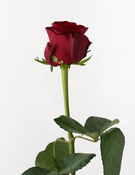 untreated and crude rose on white background