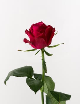 untreated and crude rose on white background