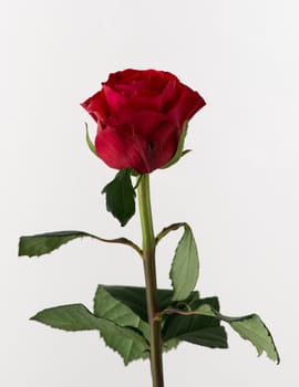 untreated and crude rose on white background