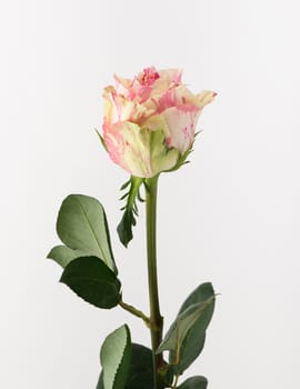 untreated and crude rose on white background