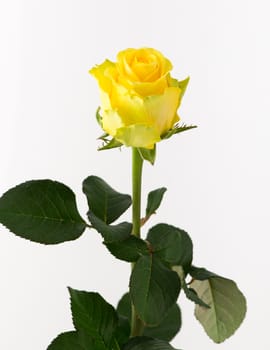 untreated and crude rose on white background