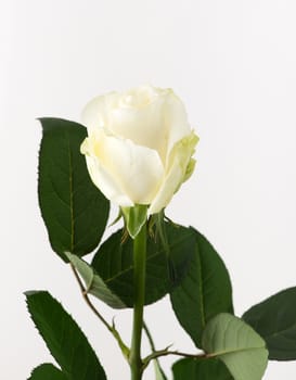 untreated and crude rose on white background
