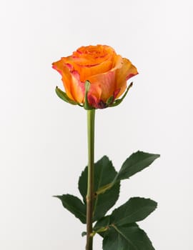 untreated and crude rose on white background