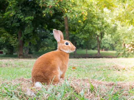 Brown rabbit on green grass