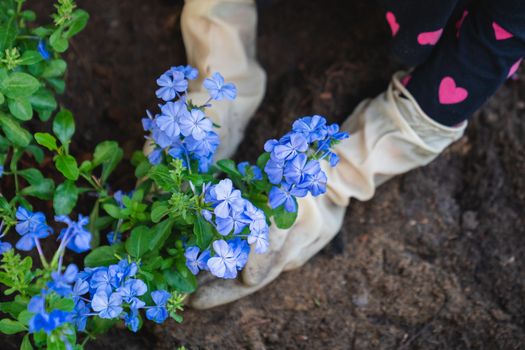 Planting Sprout in Soil Garden with Hands