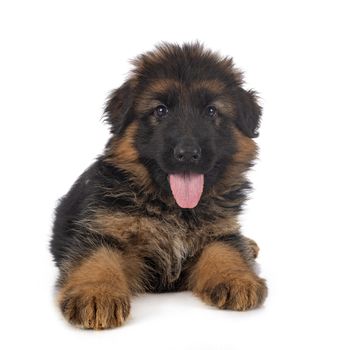 puppy german shepherd in front of white background