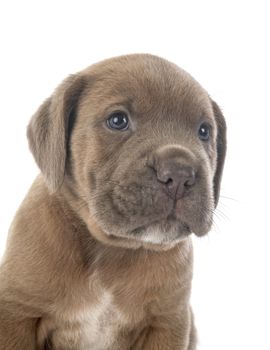 puppy italian mastiff in front of white background