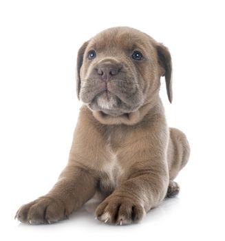 puppy italian mastiff in front of white background