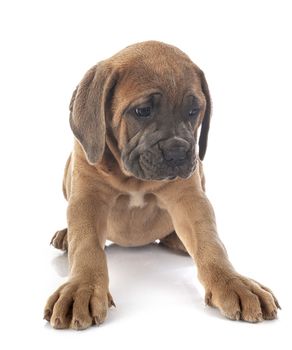 puppy italian mastiff in front of white background