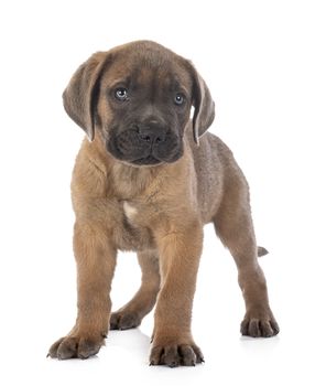 puppy italian mastiff in front of white background