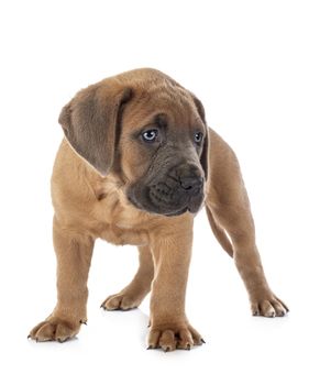 puppy italian mastiff in front of white background