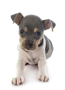 puppy brazilian terrier in front of white background