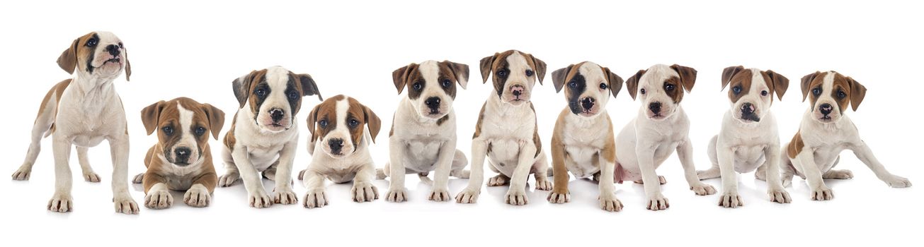 puppies american bulldog in front of white background
