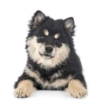 puppy Finnish Lapphund in front of white background