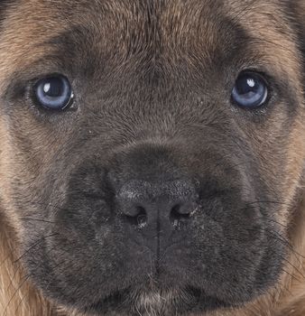 puppy italian mastiff in front of white background