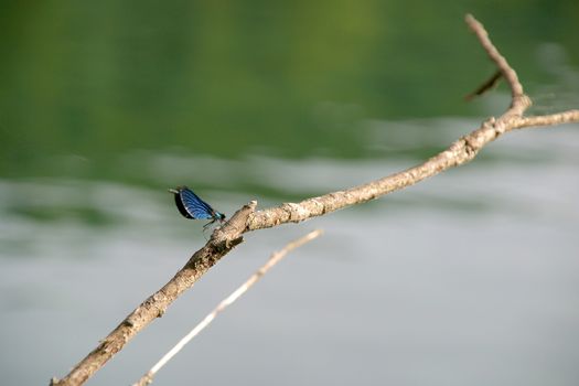 Anisoptera dragonfly on the branch above the lake