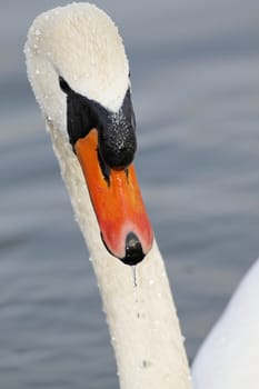 Swan in sundown - Cygnini