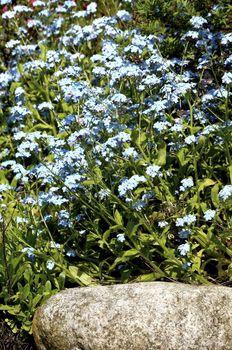 forget-me-not flower