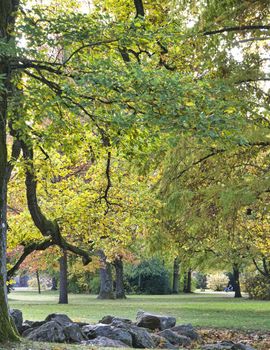 tree in a forrest with green gras in front