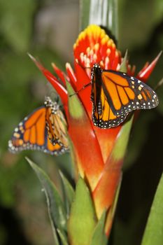 butterfly in nature - Monarch - Danaus plexippus