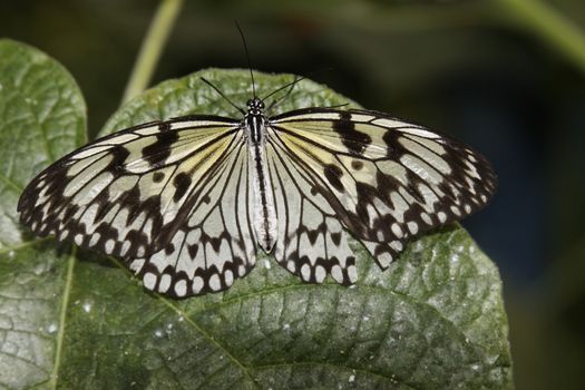 butterfly in nature