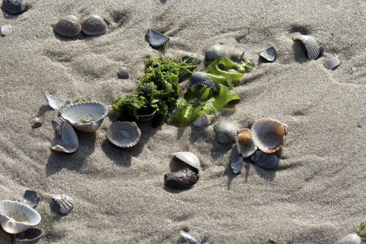 Muscheln und Algen am Strand von Texel