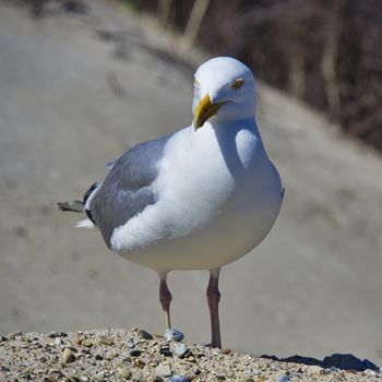 Single european herring gull on heligoland - island Dune - North beach - Larus argentatus