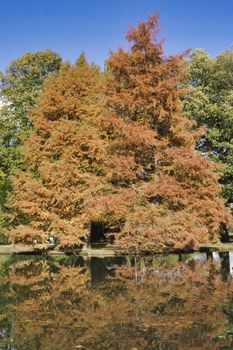 a brown golden tree in the indian summer with blue sky