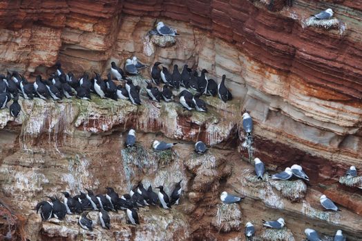 common murre colony - common guillemot on the red Rock in the northsea - Heligoland - Germany -Uria aalge