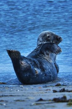 Wijd Grey seal on the north beach of Heligoland - island Dune i- Northsea - Germany