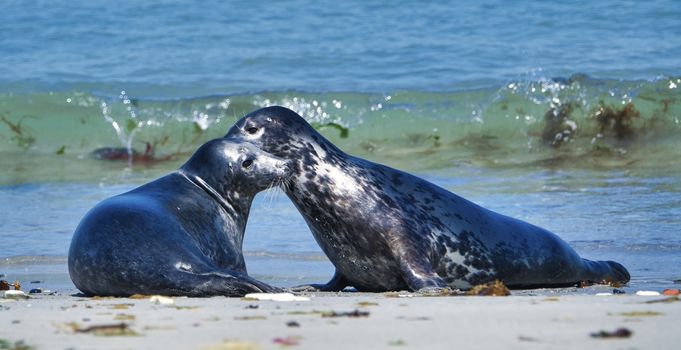 Wijd Grey seal on the north beach of Heligoland - island Dune i- Northsea - Germany