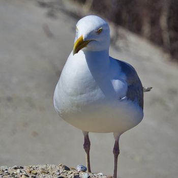 Single european herring gull on heligoland - island Dune - North beach - Larus argentatus