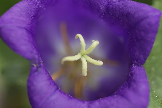 a close-up of a blue bell flower