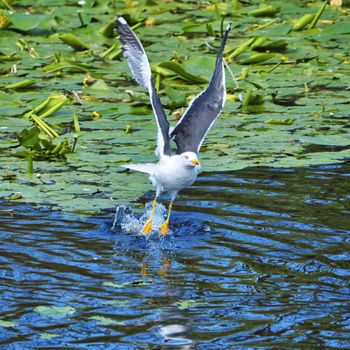 Group ofeuropean herring gull on heligoland - island Dune - cleaning feather in sweet water pond - Larus argentatus