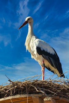 white stork in front of blue sky on nest