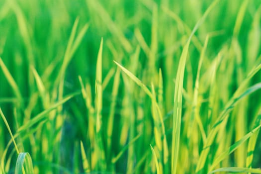 Green rice field in rain season