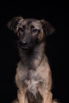 one mongrel dog on a black background. studio shot