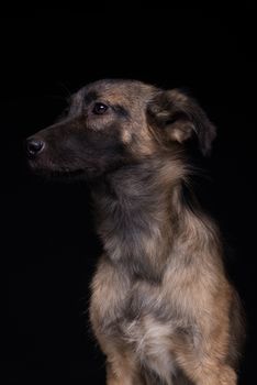 one mongrel dog on a black background. studio shot