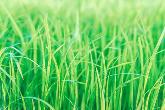 Green rice field in rain season