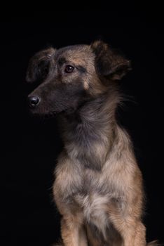 one mongrel dog on a black background. studio shot