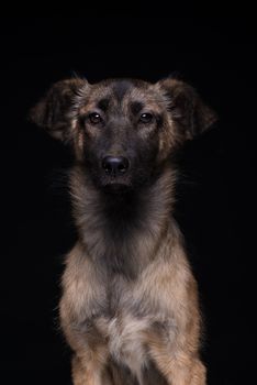 one mongrel dog on a black background. studio shot