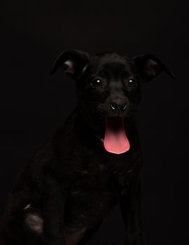 one mongrel dog puppy on a black background. studio shot