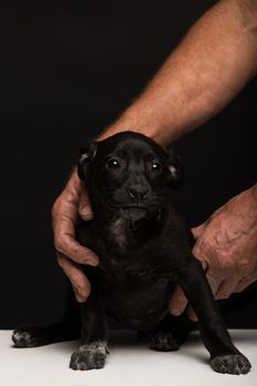 hands men carefully hold a small dog on a black background. studio shooting