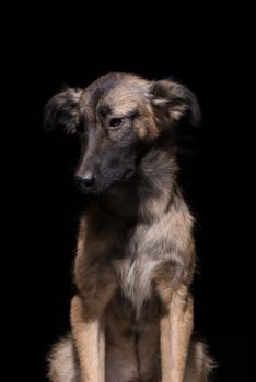 one mongrel dog on a black background. studio shot