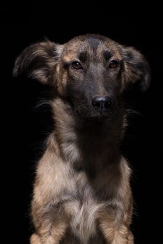 one mongrel dog on a black background. studio shot
