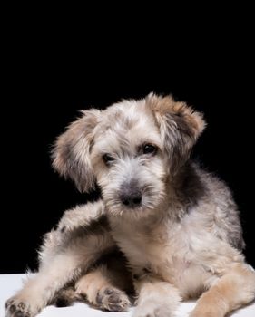 one mongrel dog puppy on a black background. studio shot