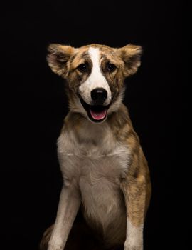 one mongrel dog on a black background. studio shot